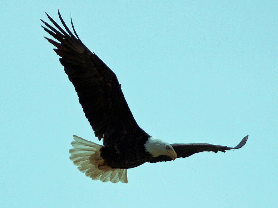 Bald Eagle Close Up Photograph by David Desautel