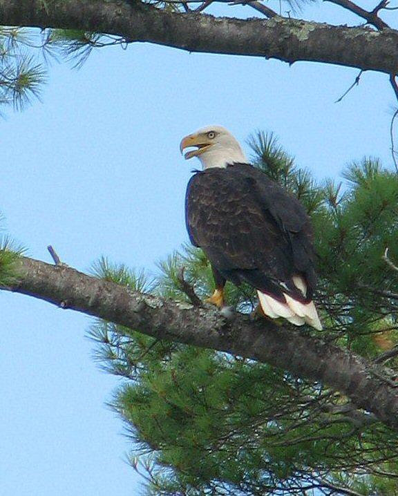 Eagle Photograph - Bald Eagle close up PHOTO by Sharon Farber
