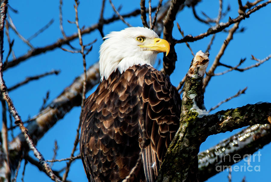 Bald Eagle Close Up Photograph by Sandra Js