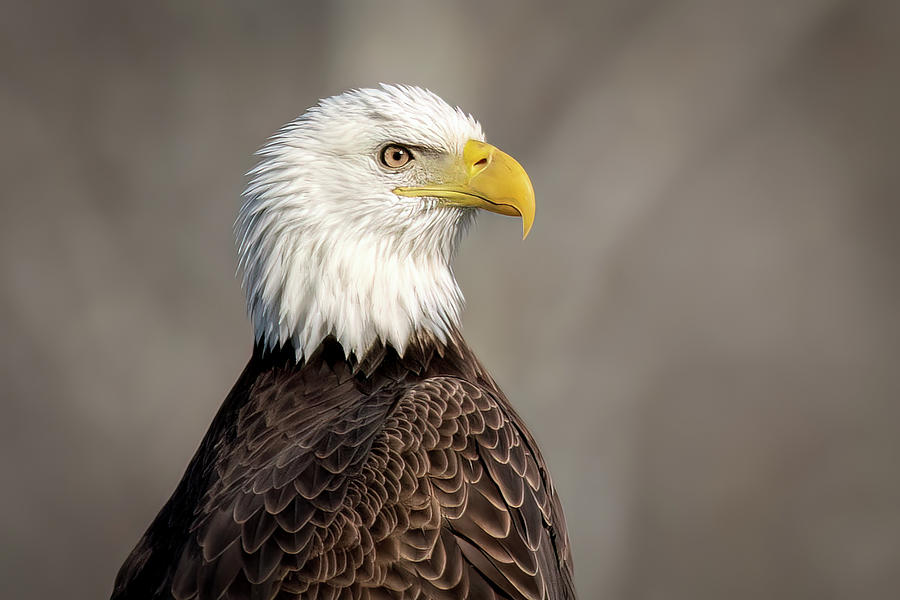 Bald Eagle Closeup Photograph by James Barber