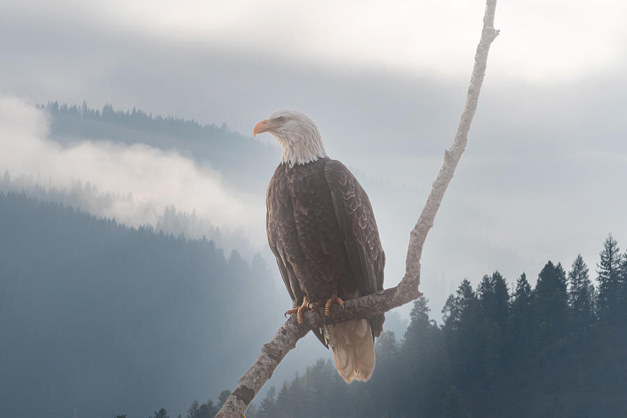 Bald Eagle Coeur dAlene Photograph by Matthew Nelson