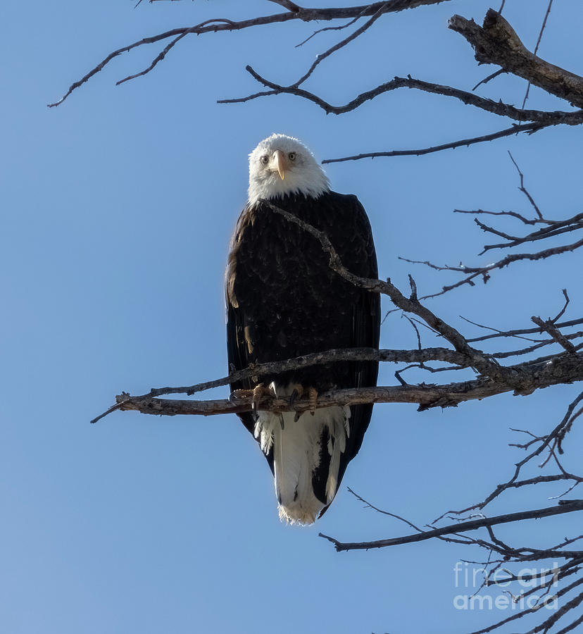 Bald Eagle Cold Stare Photograph