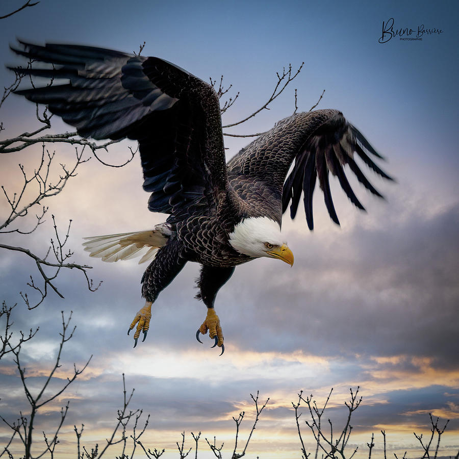 Bald Eagle Colors Photograph by Bruno Barriere - Pixels
