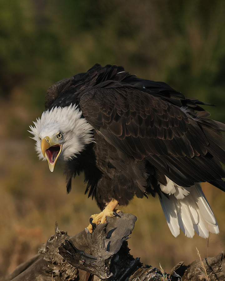 Bald Eagle Communicates Photograph by Dawn Key