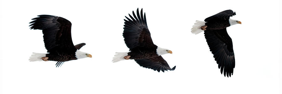 Bald Eagle Composite Photograph by Gary Langley