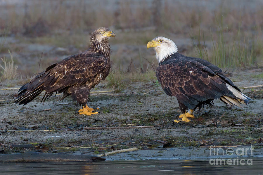 Winter Photograph - Bald Eagle Conversation on Skagit River Shore by Nancy Gleason