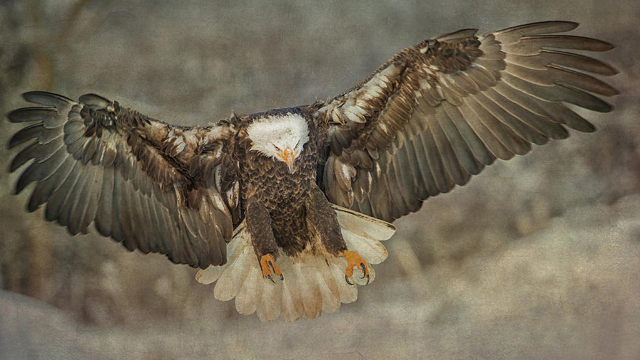 Bald Eagle  Photograph by CR Courson