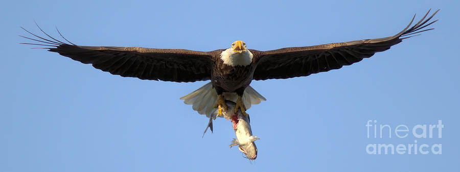 Bald Eagle Cruising With A Catfish Photograph by Adam Jewell