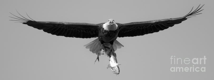 Bald Eagle Crusing Wtih A Catfish Black And White Photograph by Adam Jewell