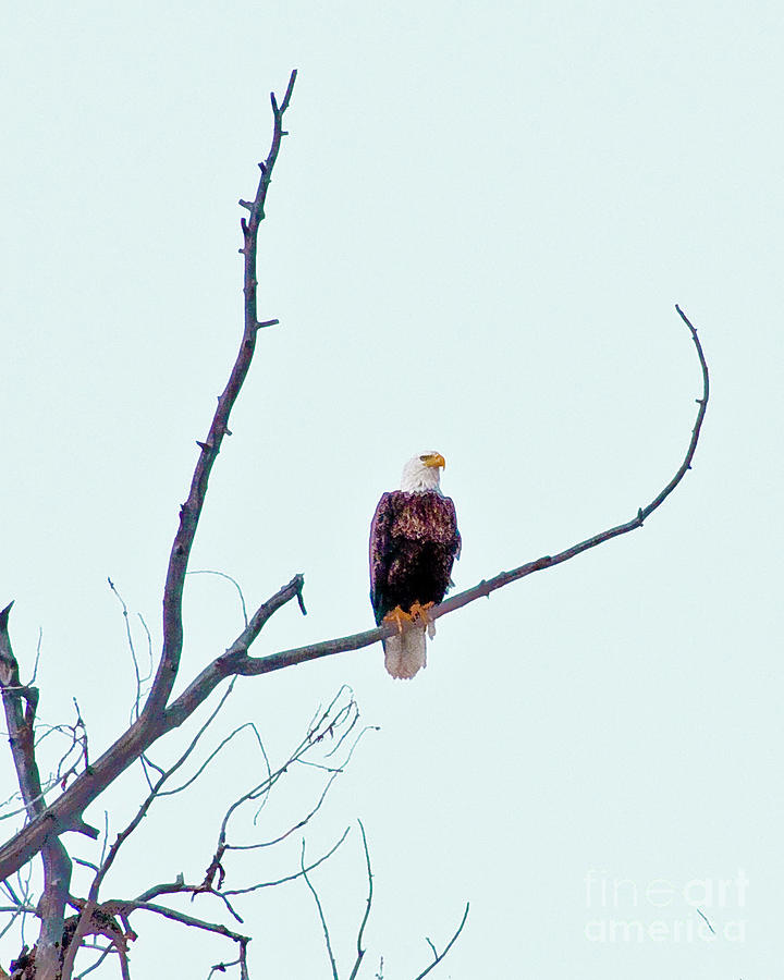 Bald Eagle Photograph by Daniel Hebard
