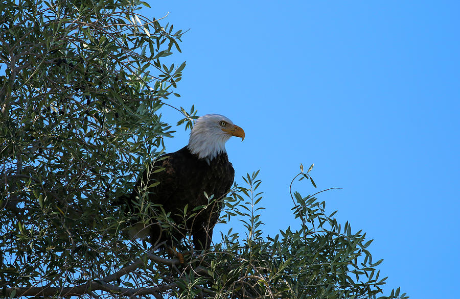 Bald Eagle  Photograph by Dawn Richards