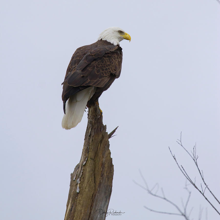 Bald Eagle Photograph by Debby Richards