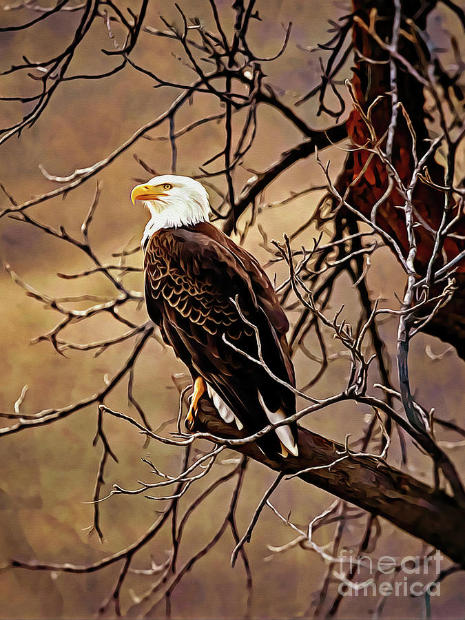 Bald Eagle Digital Art by Denise Dundon