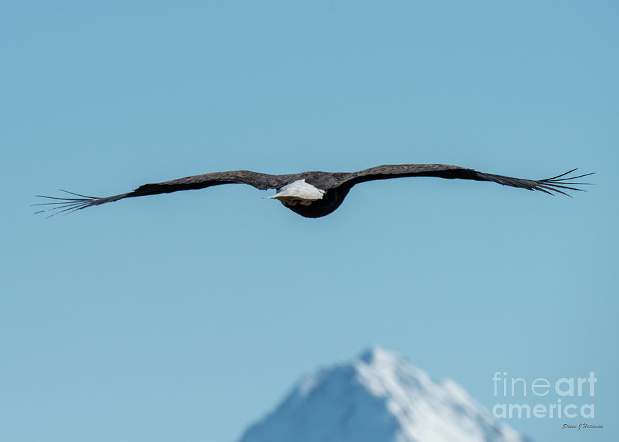 Bald Eagle Departing Photograph by Steven Natanson