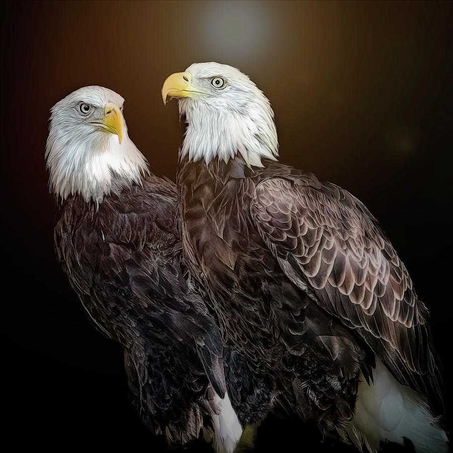 Bald Eagle Discussion Photograph by Cheri Freeman