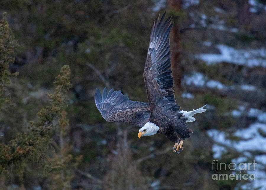 Bald Eagle Diving in Eleven Mile Canyon Photograph by Steven Krull