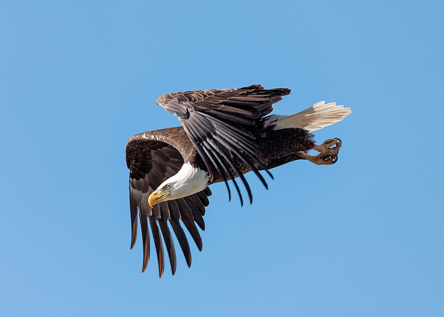 Bald Eagle Doing His Job Photograph by Loree Johnson