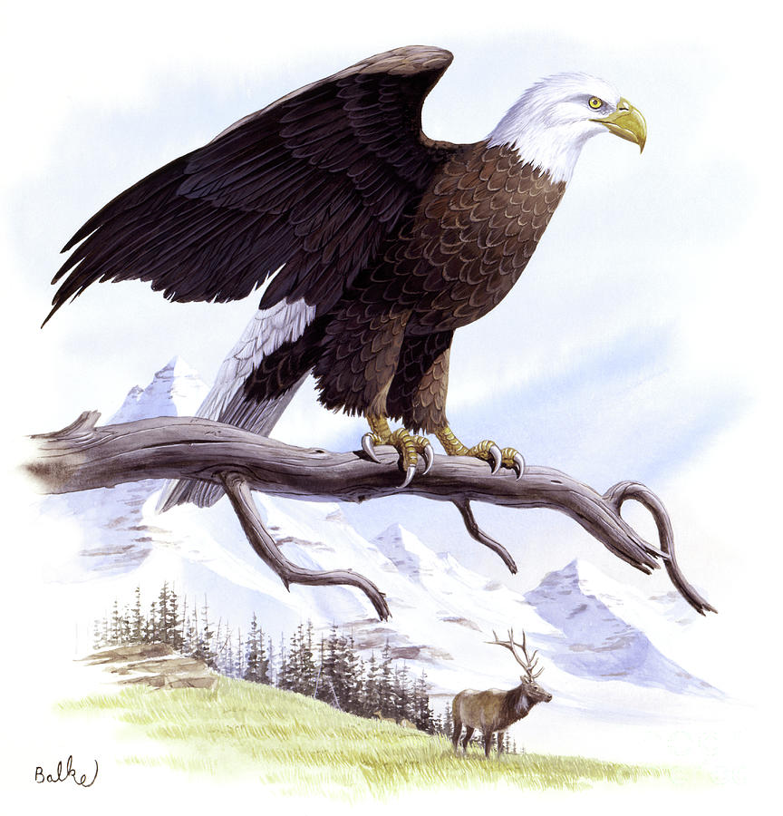Bald Eagle Painting by Don Balke