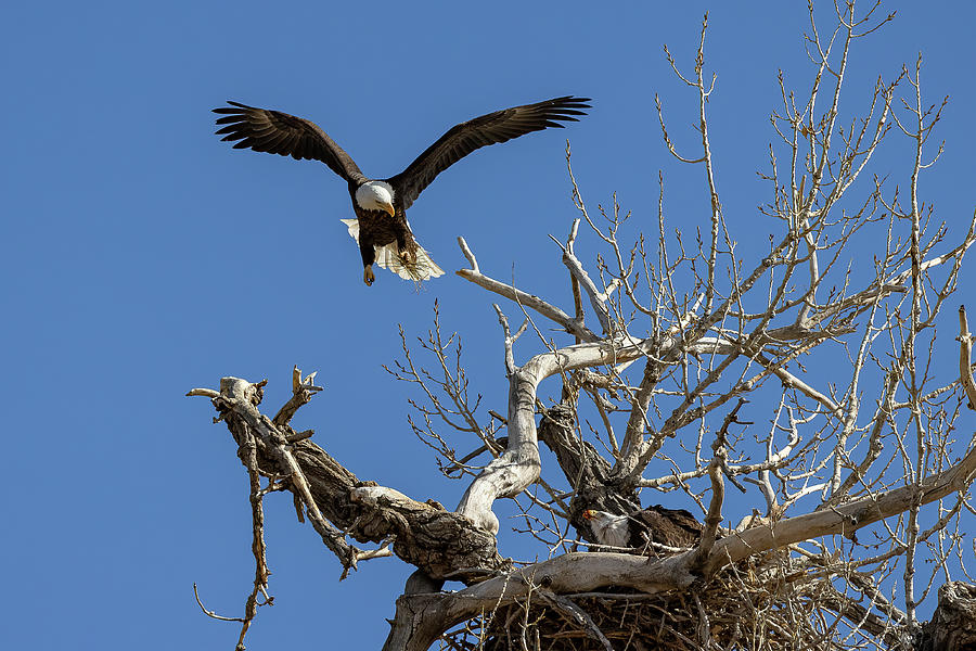 Bald Eagle Drops to its Nest with Grass Photograph by Tony Hake