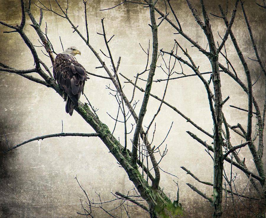 Bald Eagle-Eagle at Brinton Lake Photograph by Judy Wolinsky
