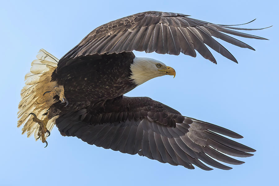 Bald Eagle Photograph by Eric Vandenberg - Fine Art America