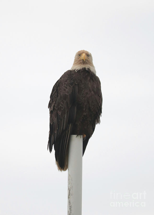 Bald Eagle Eye Contact Photograph by Carol Groenen