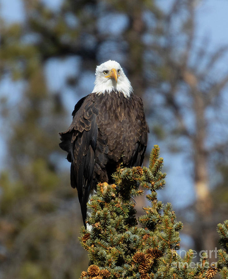 Bald Eagle Eye In Eleven Mile Canyon Photograph
