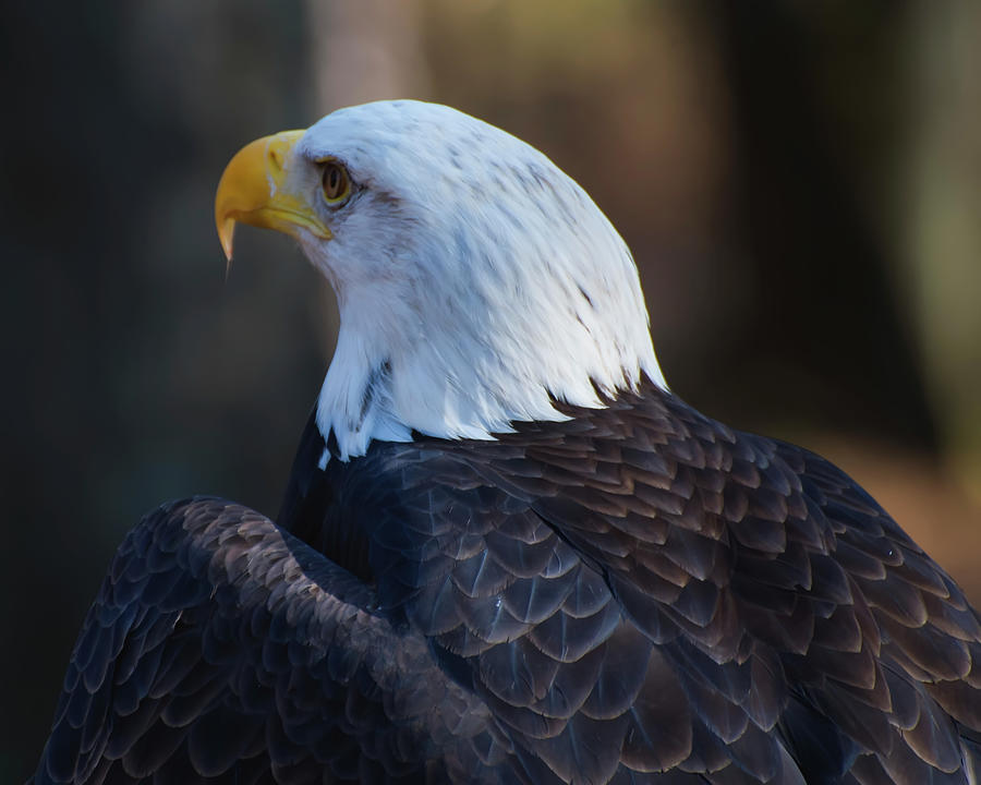 Bird Photograph - Bald Eagle Facing Away by Flees Photos