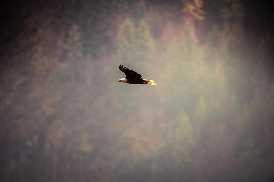 Bald Eagle Fall Colors Photograph by Matt Nelson