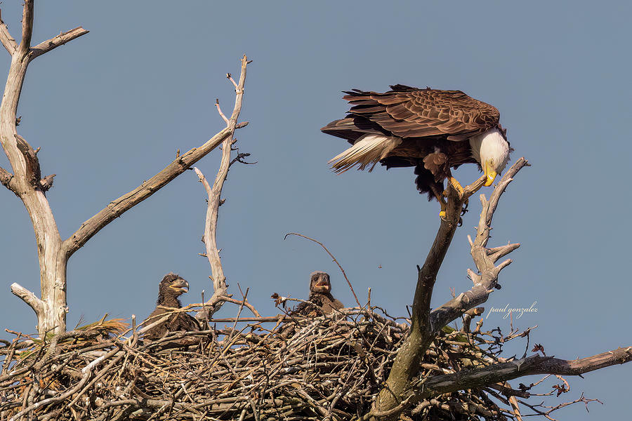 Bald Eagle Family Photograph by Apolonio Gonzalez - Fine Art America