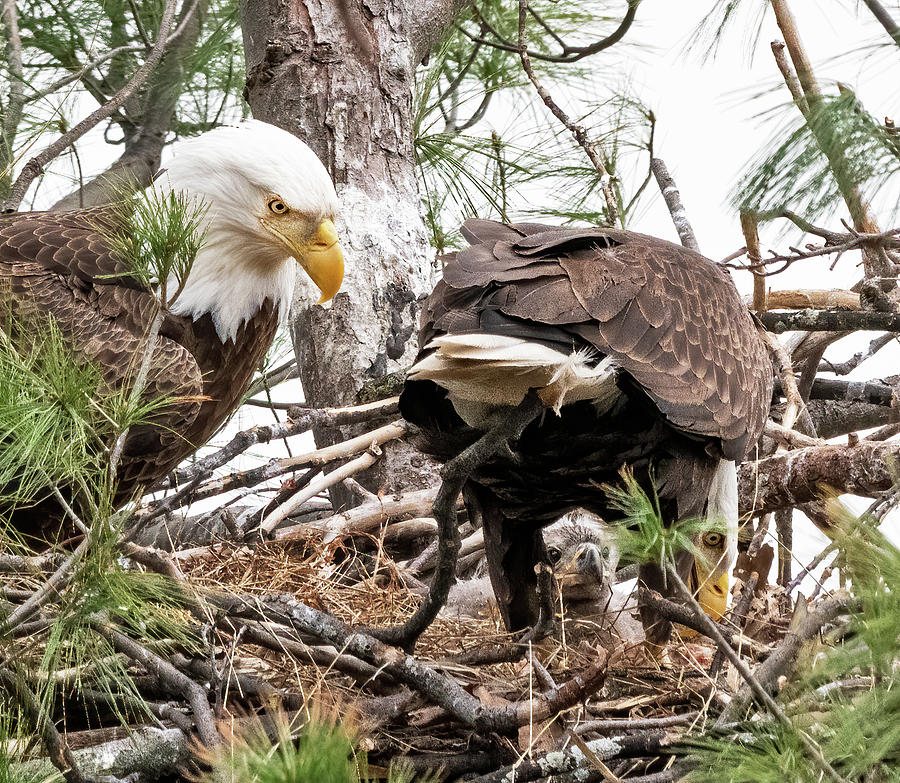 Bald Eagle Family Feeding Photograph by Scott Miller | Fine Art America