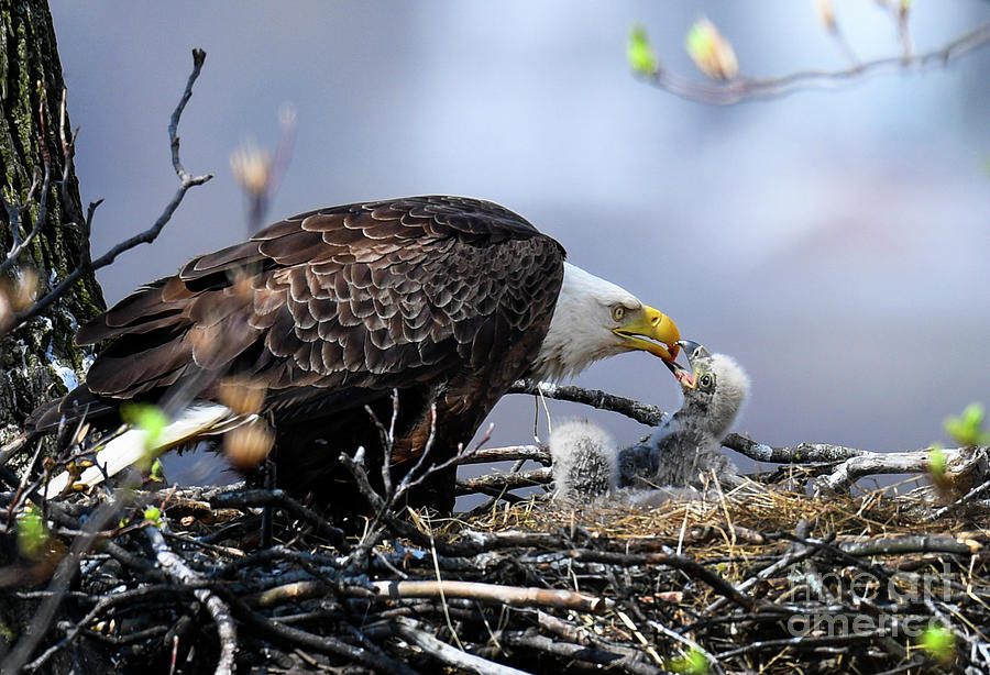 Bald Eagle Feed Baby B-Ba 044 Photograph by Wei Tang