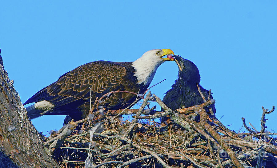 Bald Eagle feed time Photograph by Larry Nieland