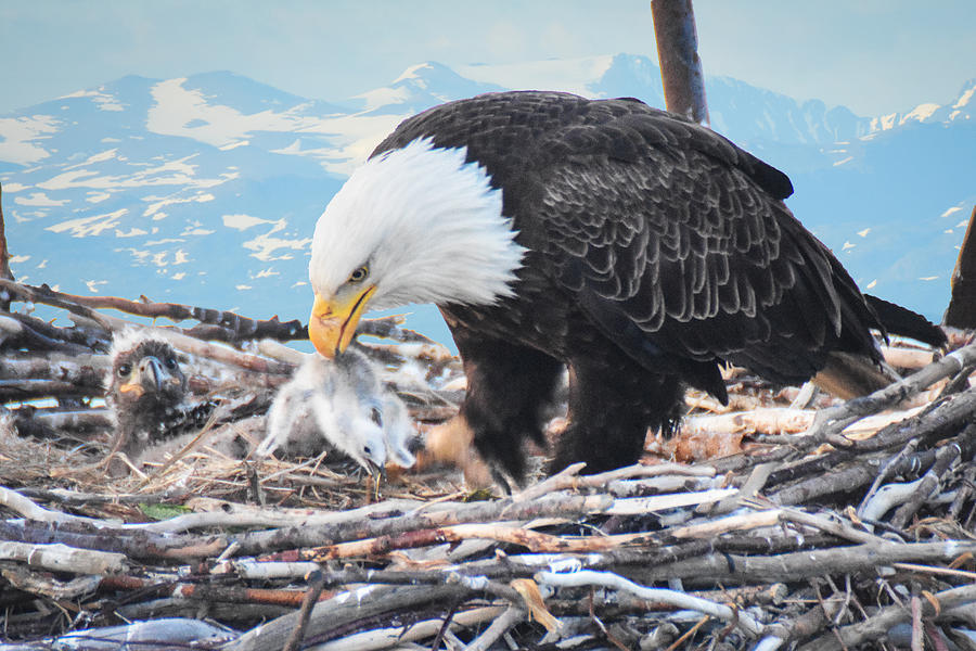 Bald Eagle feeding Chick Photograph by Ed Stokes