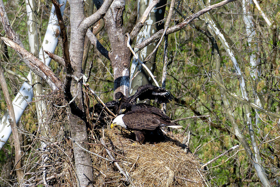 Bald eagle feeding eaglets while one eaglet flaps its wings Photograph ...