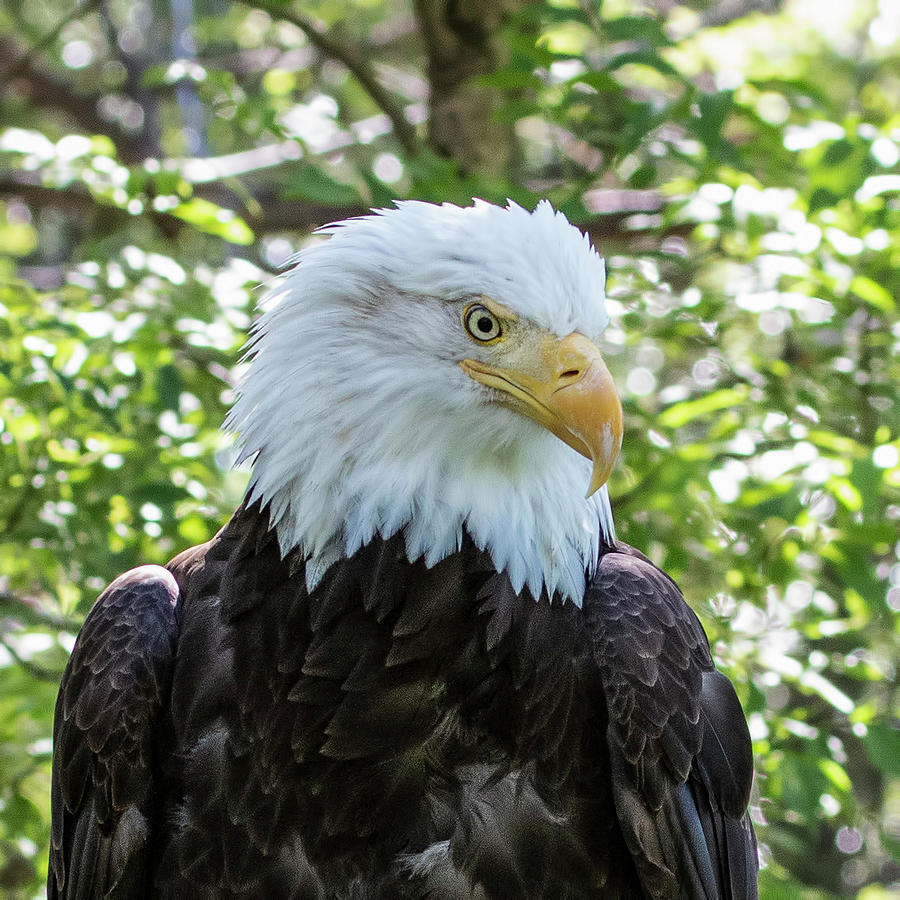 Bald Eagle Female Profile Photograph by Dawn Key