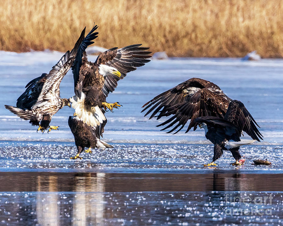 Bald Eagle fight Photograph by Tina Faye Photography - Pixels