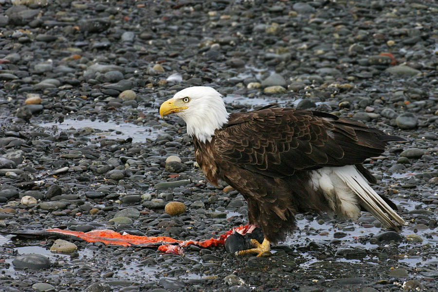Bald Eagle find Salmon Scraps Photograph by Ed Stokes
