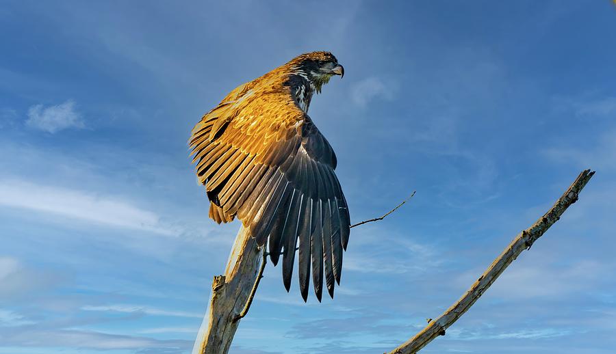 Bald Eagle First year old Photograph by Franklin Baker - Fine Art America