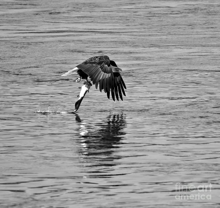 Bald Eagle Fish Hauler Black And White Photograph by Adam Jewell