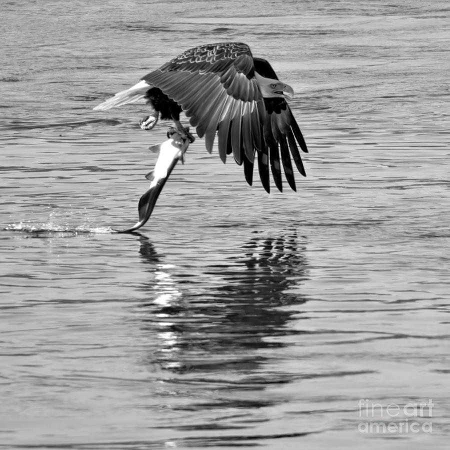 Bald Eagle Fish Hauler Closeup Black And White Photograph by Adam Jewell