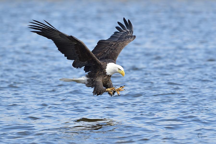 Bald Eagle Fishing Photograph by AJ Harrison | Fine Art America