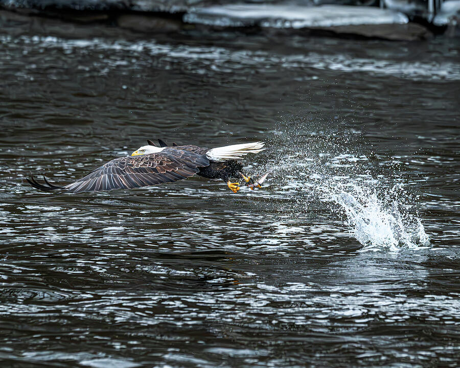 Bald Eagle fishing Photograph by Alan Moore Bald Eagle fishing Photograph by Alan Moore