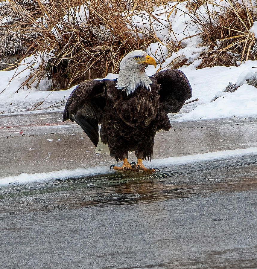 Bald Eagle Fishing Photograph by Gary Beeler