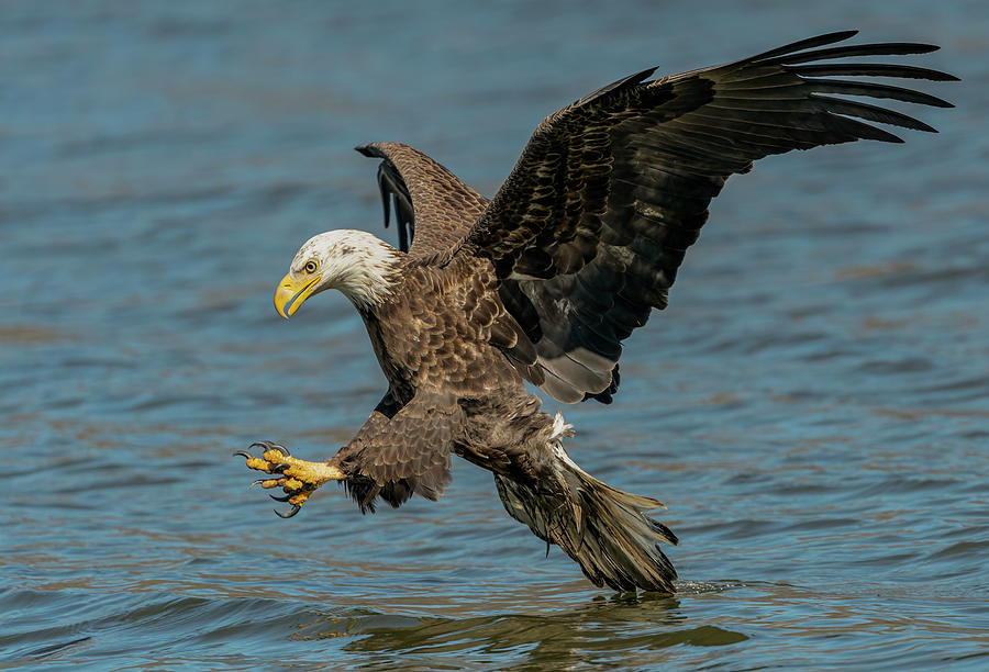 Bald Eagle Fishing Photograph by Sam Rino