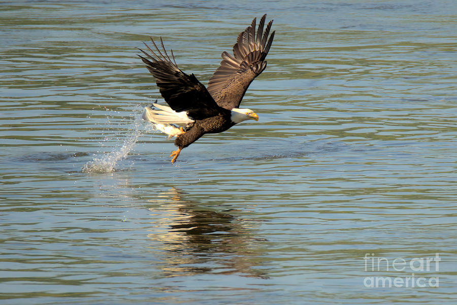Bald Eagle Fishing Splashdown Photograph by Adam Jewell