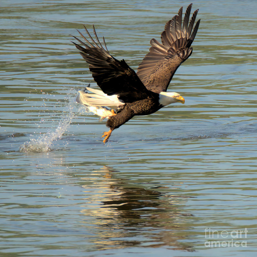 Bald Eagle Fishing Splashdown Closeup Photograph by Adam Jewell
