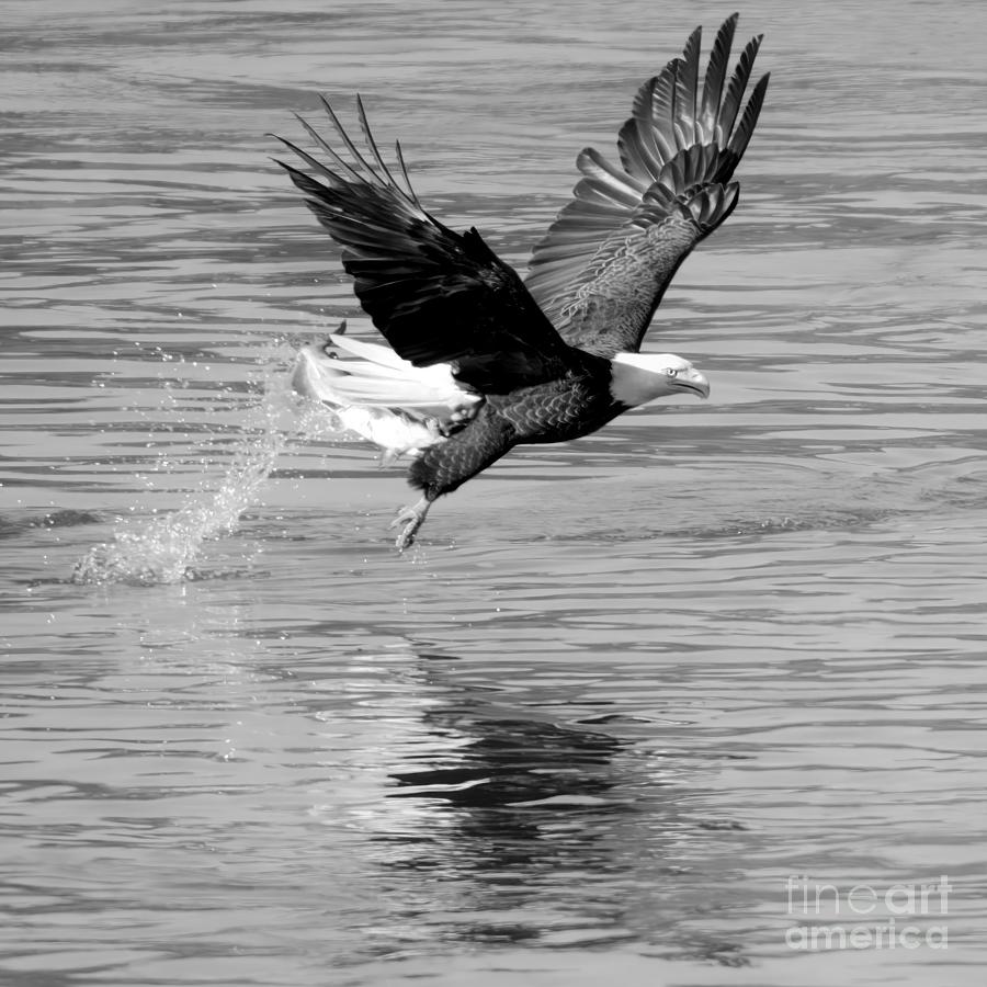 Bald Eagle Fishing Splashdown Closeup Black And White Photograph by Adam Jewell