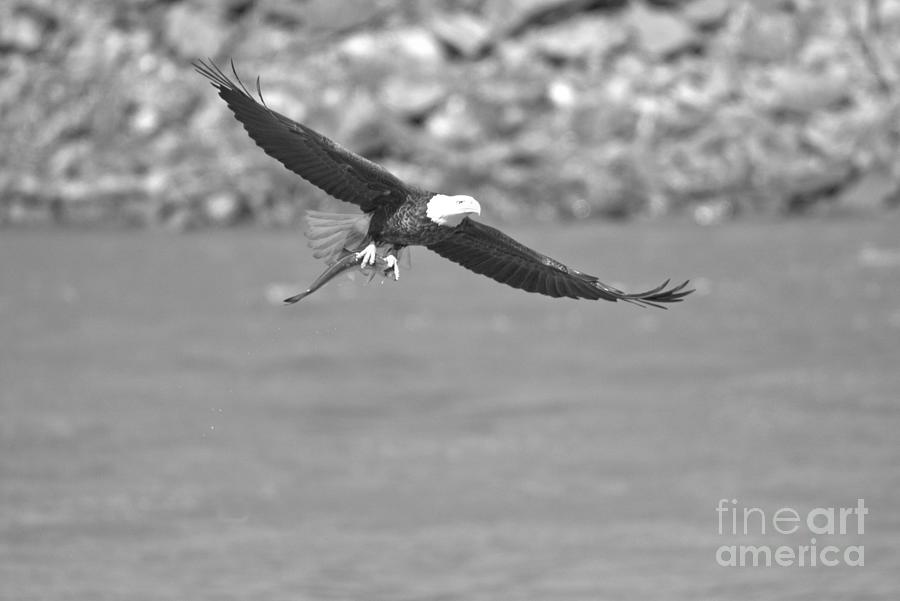 Bald Eagle Fishing Success Black And White Photograph by Adam Jewell