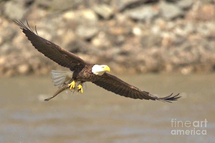 Bald Eagle Fishing Success Crop Photograph by Adam Jewell